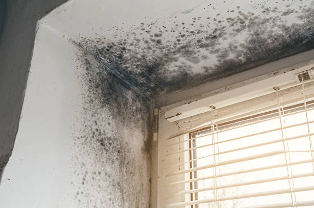 Affordable Mold Removal solutions in Barclay, NJ